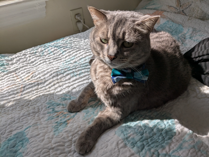 A domestic shorthair cat, laying in the sun. She looks like she was just awoken from a nap and is looking grouchily at the cameraperson.