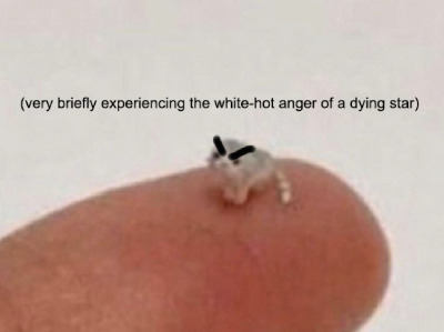 a tiny kitten on a thumb with angry eyebrows, labelled "very briefly experiencing the white-hot anger of a dying star".